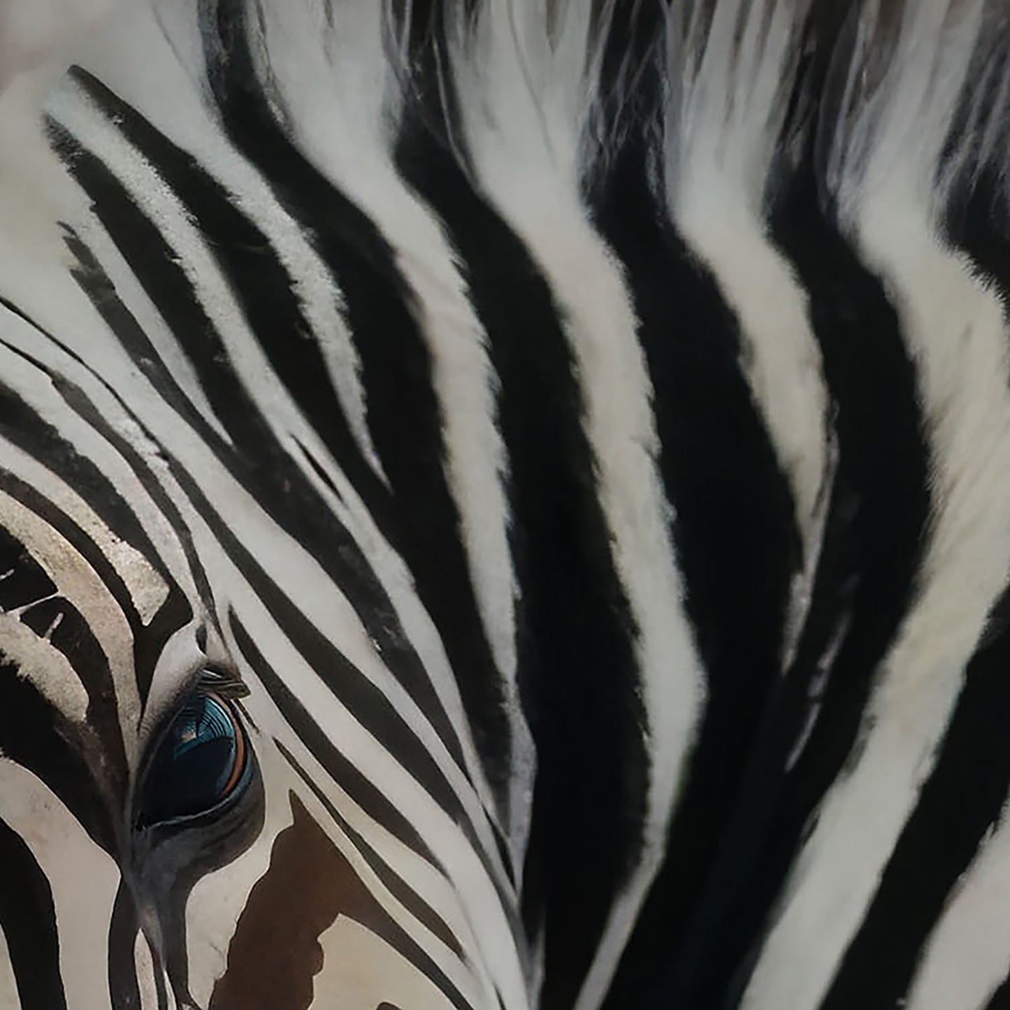 High Resolution Art Texture Of Baby Zebra