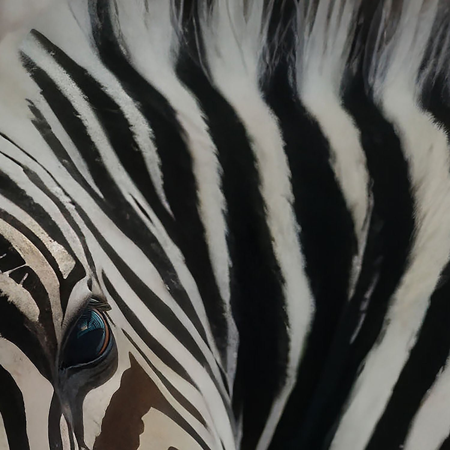High Resolution Art Texture Of Baby Zebra