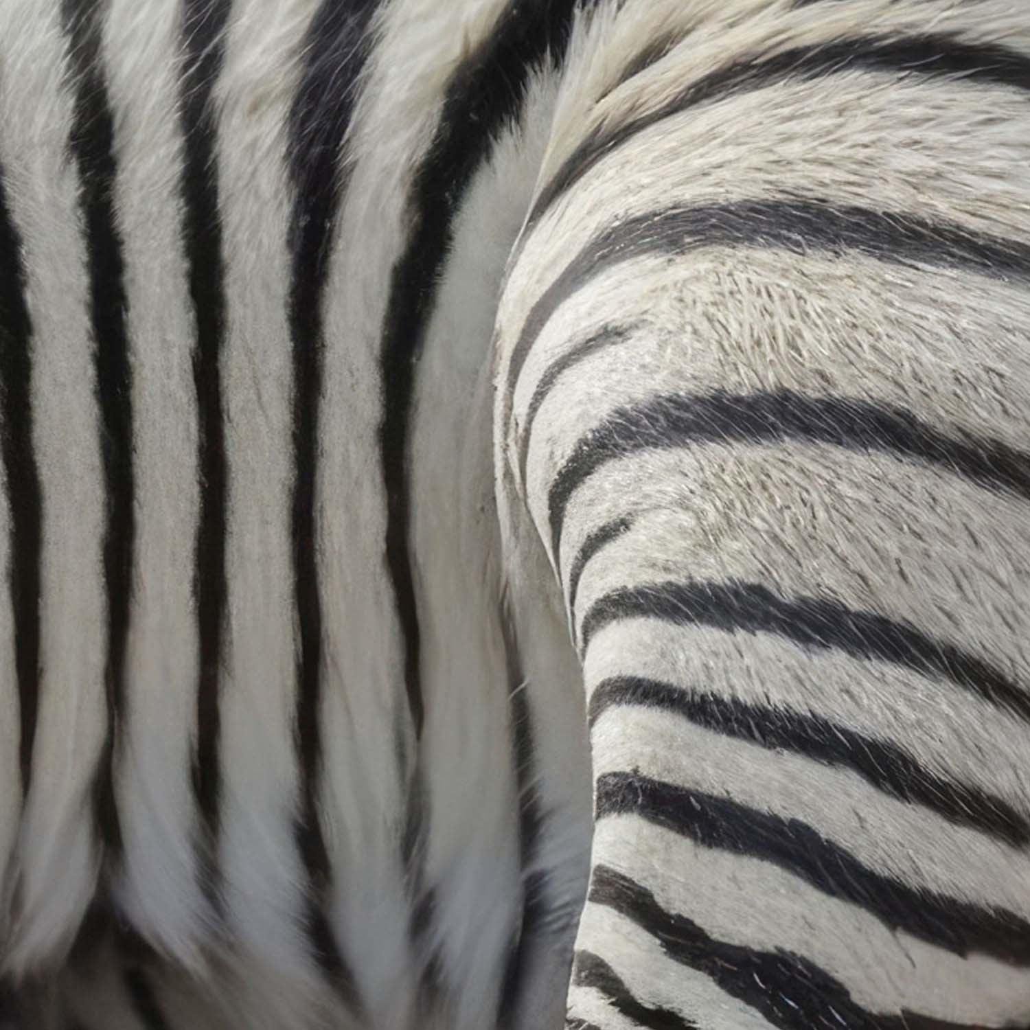 High Definition Print Quality Detail Of Baby Zebra