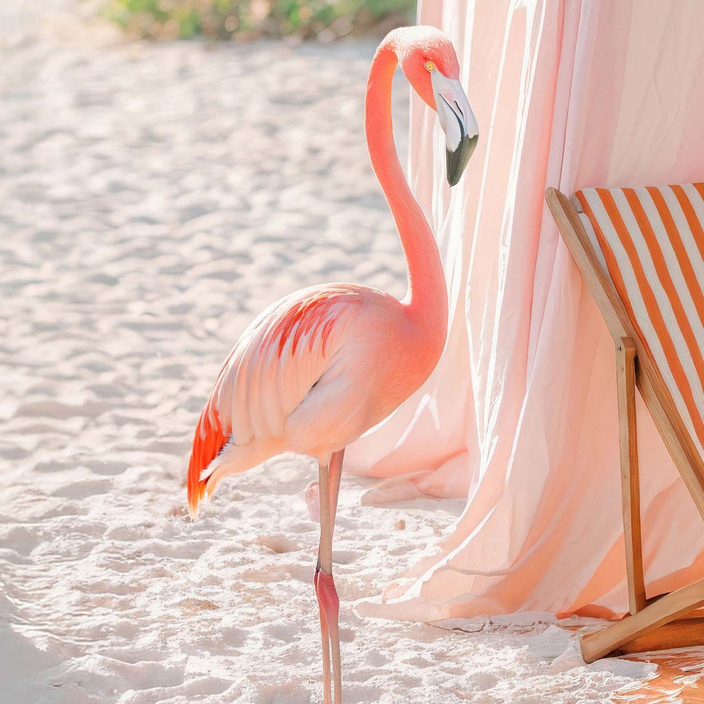 Extreme Close Up Detail Of Beach Flamingos