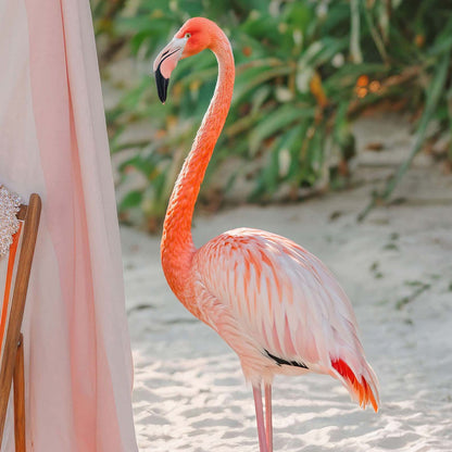 High Definition Print Quality Detail Of Beach Flamingos