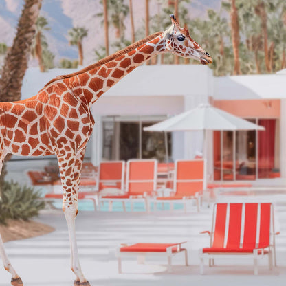 Extreme Close Up Detail Of California Giraffes By The Pool