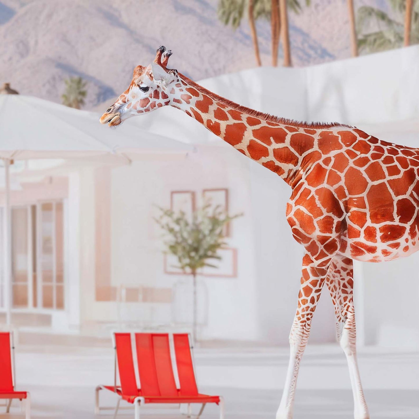High Resolution Art Texture Of California Giraffes By The Pool