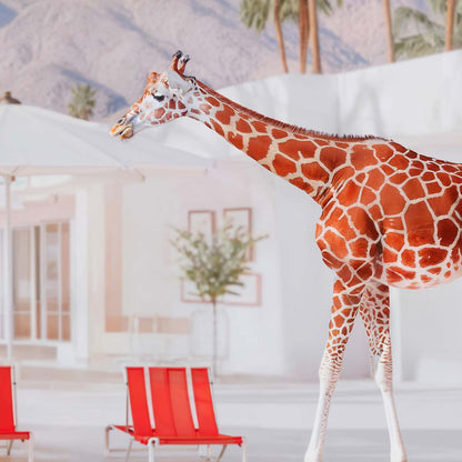 High Resolution Art Texture Of California Giraffes By The Pool