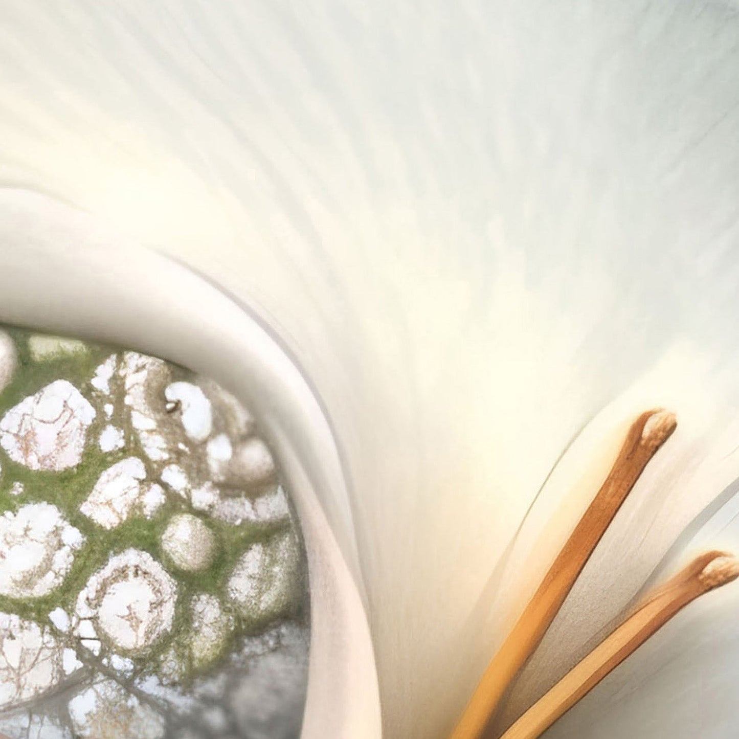 High Definition Print Quality Detail Of Dreaming Forest Nymph In Floral Bloom II, Horizontal