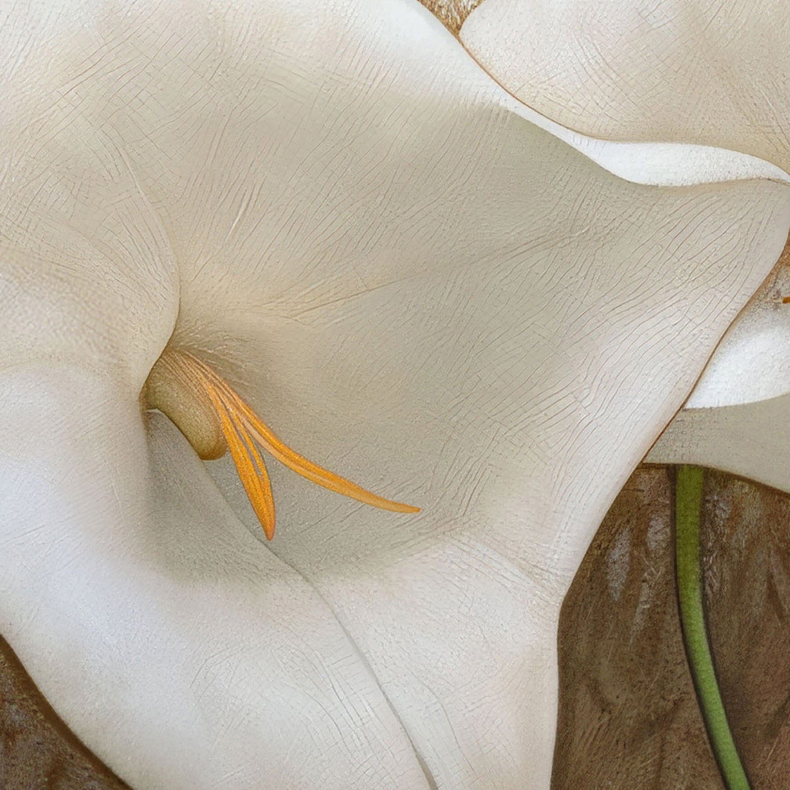 Extreme Close Up Detail Of Dreaming Forest Nymph In Floral Bloom III, Horizontal