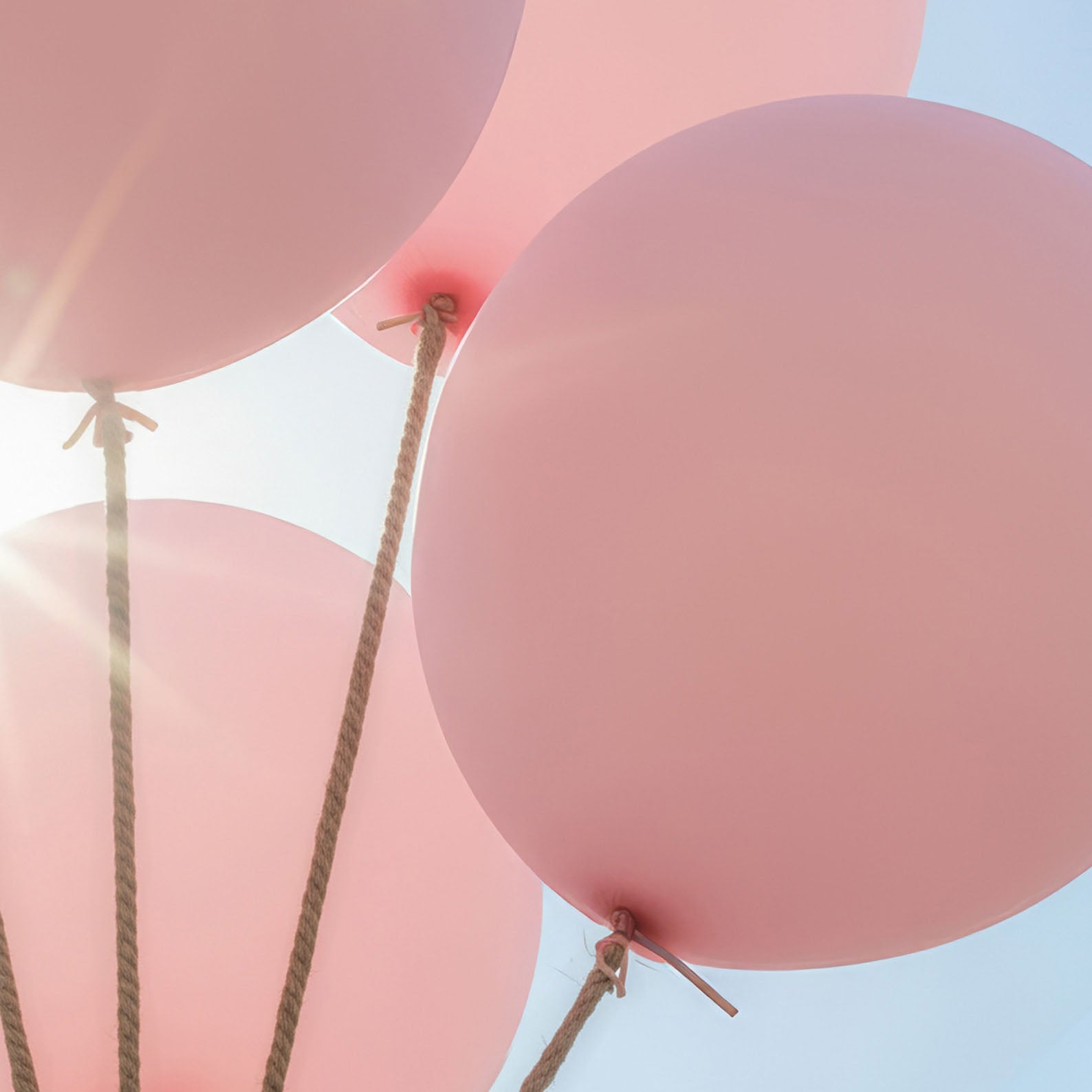 High Definition Print Quality Detail Of Elephant Flight