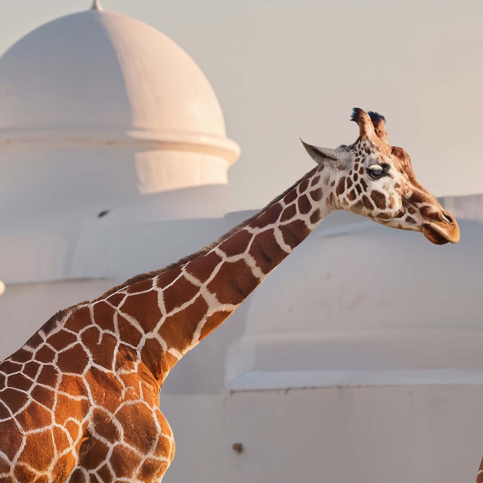 Extreme Close Up Detail Of Exotic Giraffes