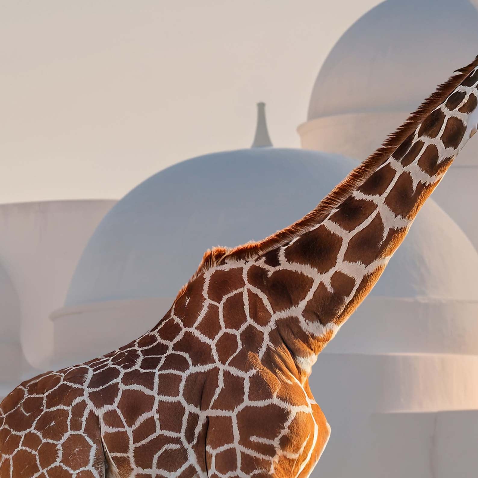 High Definition Print Quality Detail Of Exotic Giraffes