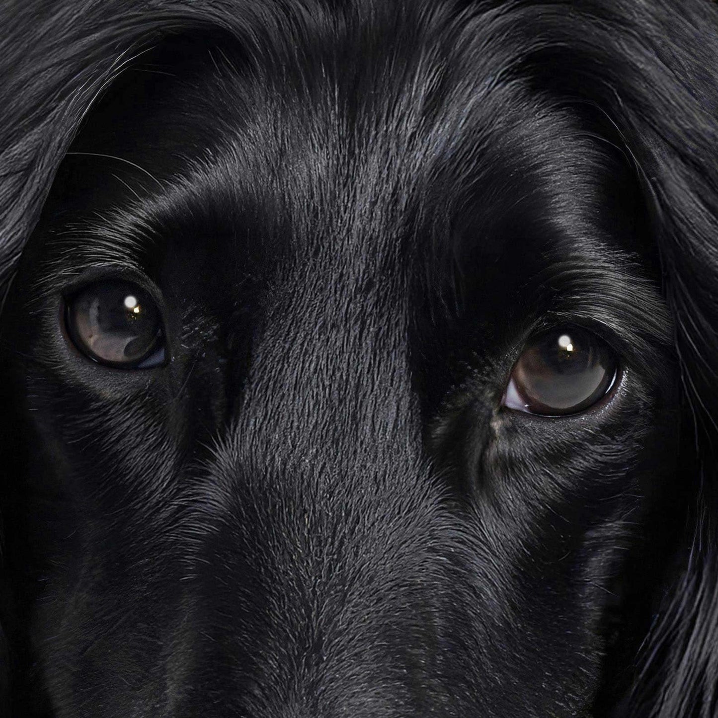 Extreme Close Up Detail Of Fashion Afghan Hound N