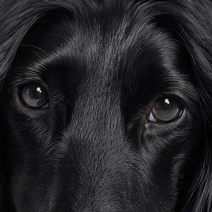 Extreme Close Up Detail Of Fashion Afghan Hound N