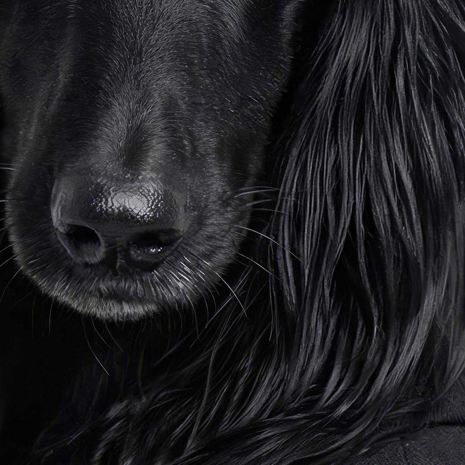 High Resolution Art Texture Of Fashion Afghan Hound N