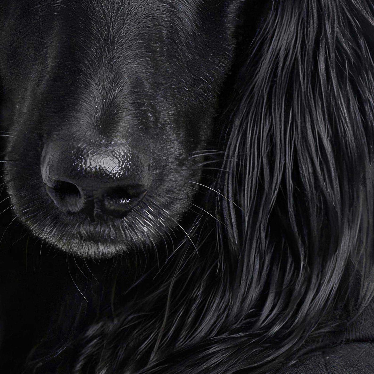 High Resolution Art Texture Of Fashion Afghan Hound