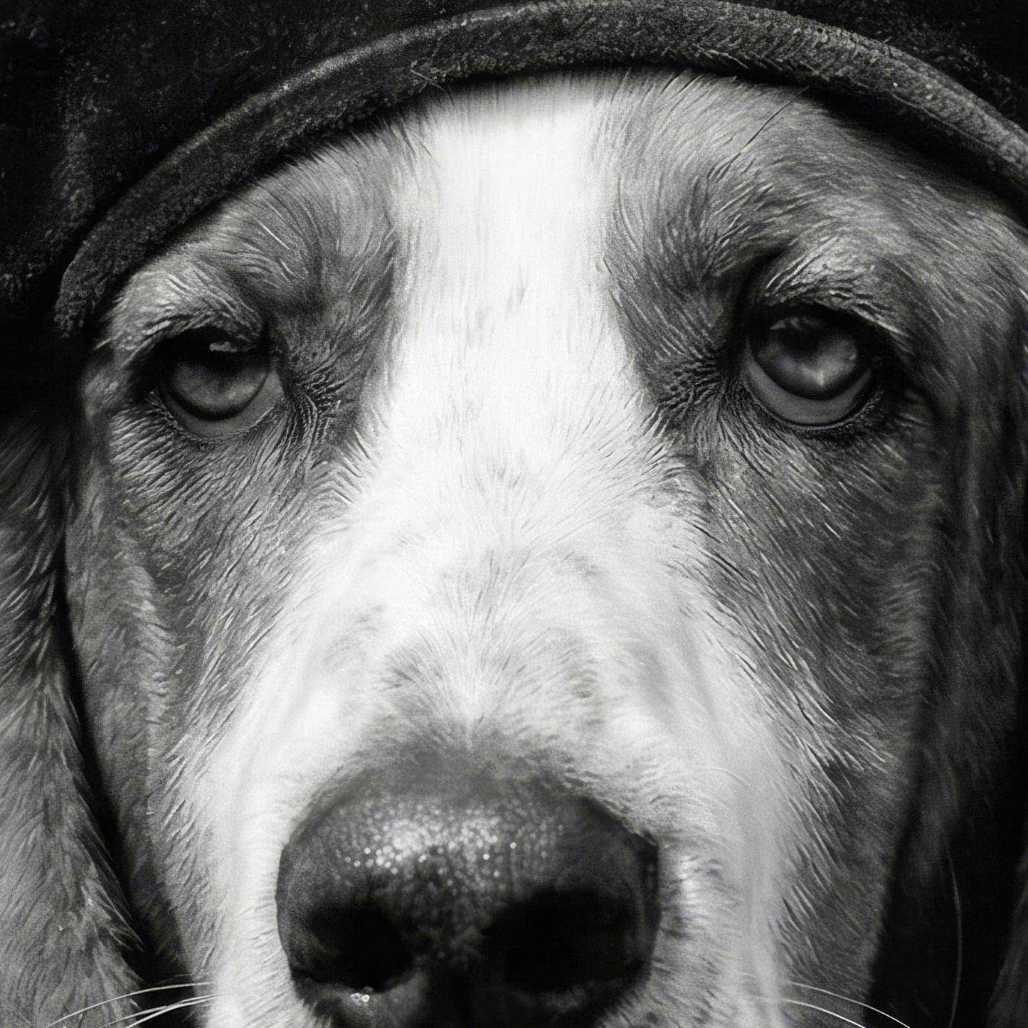 Extreme Close Up Detail Of Fashion Basset Hound