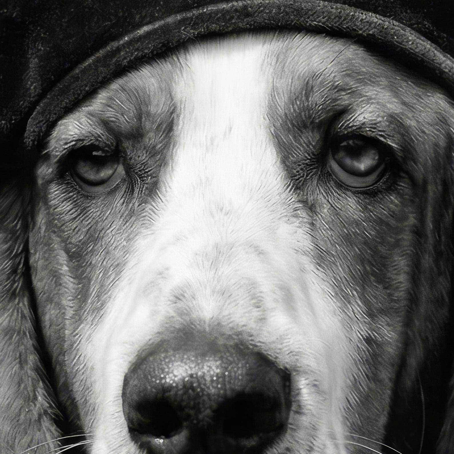 Extreme Close Up Detail Of Fashion Basset Hound