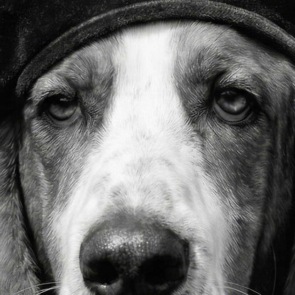 Extreme Close Up Detail Of Fashion Basset Hound