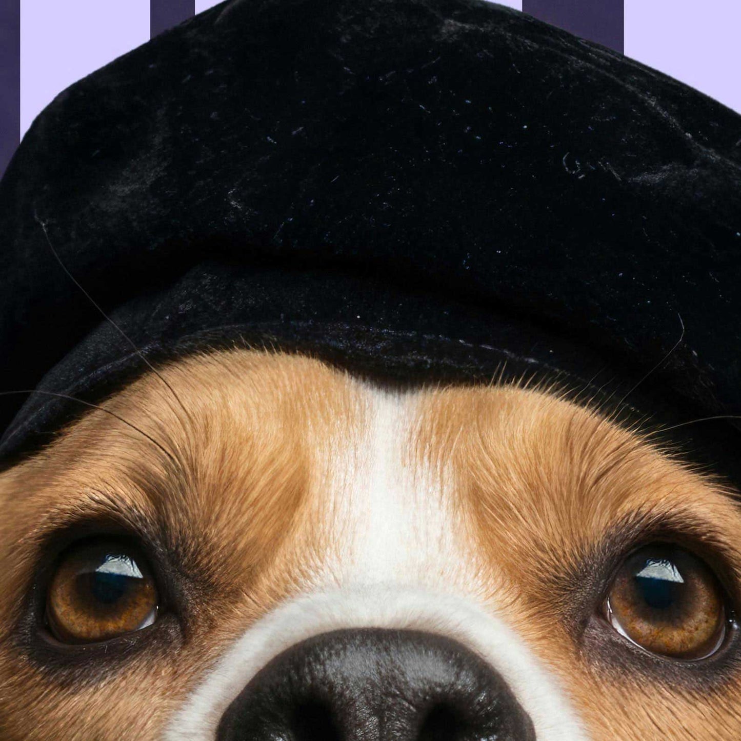 Extreme Close Up Detail Of Fashion Beagle