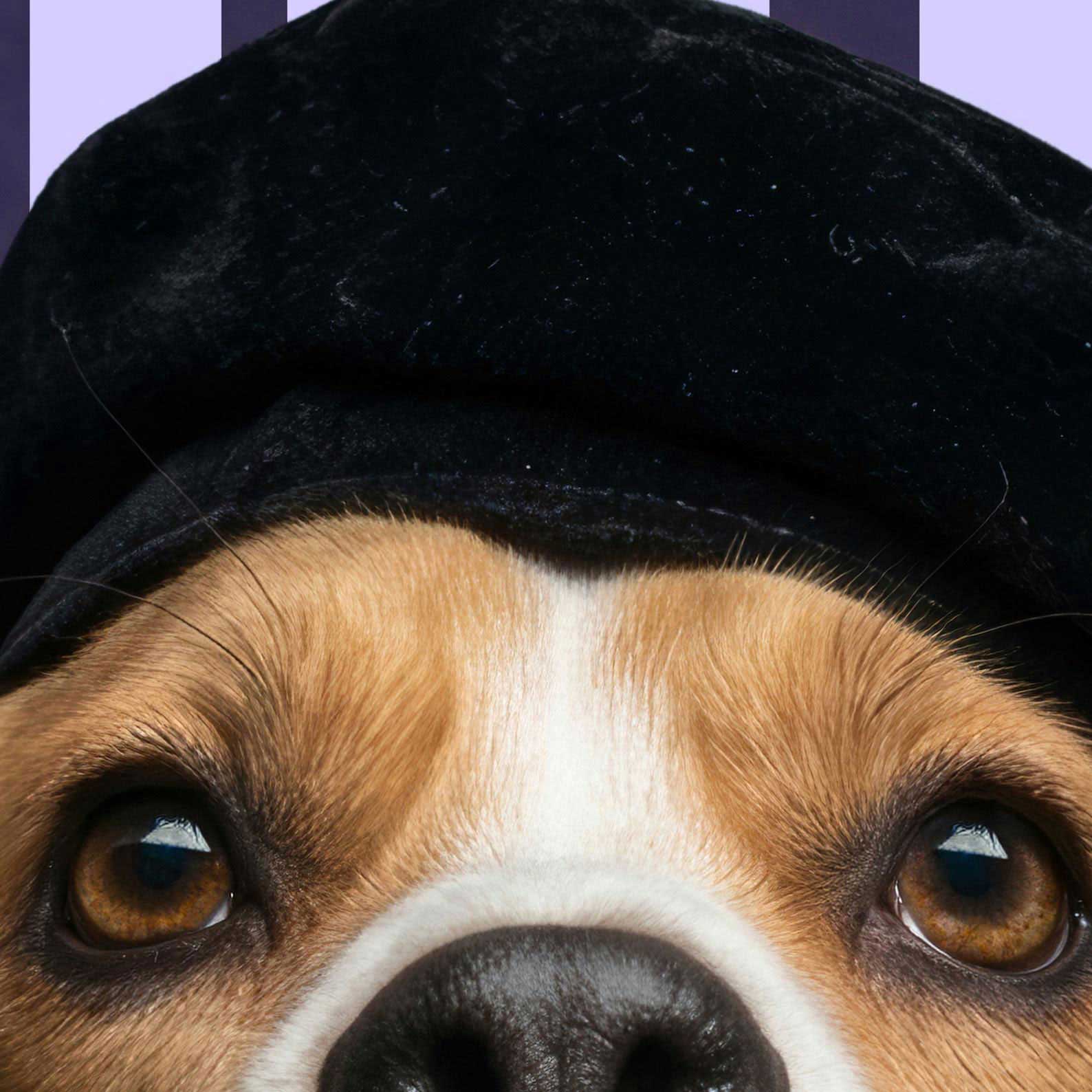 Extreme Close Up Detail Of Fashion Beagle