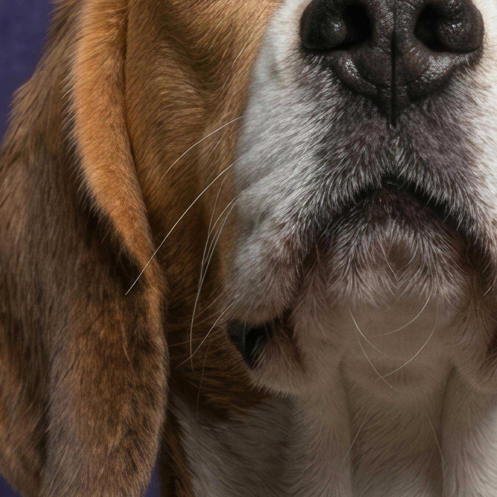 High Resolution Art Texture Of Fashion Beagle