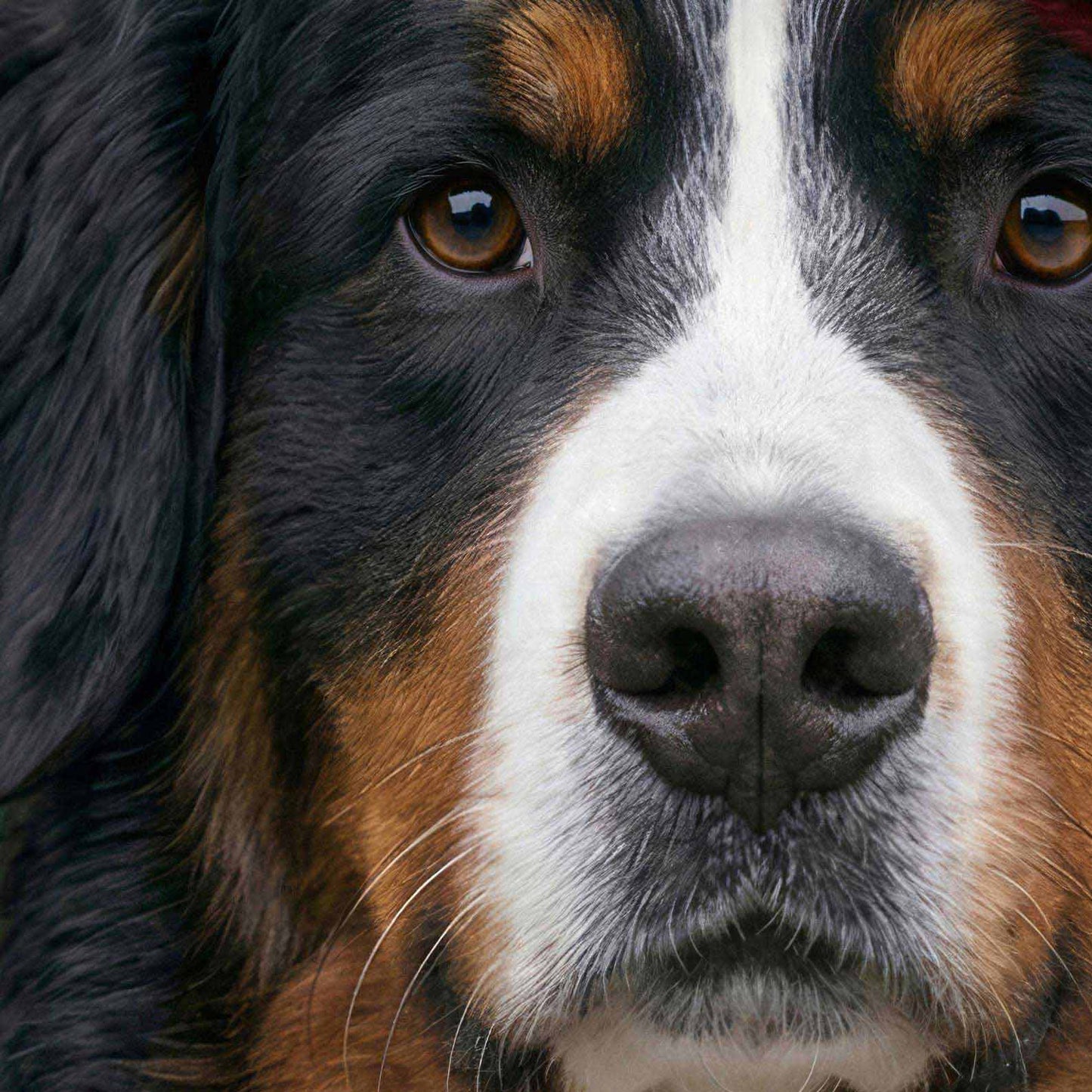 Extreme Close Up Detail Of Fashion Bernese Mountain Dog