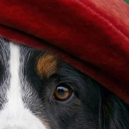 High Resolution Art Texture Of Fashion Bernese Mountain Dog