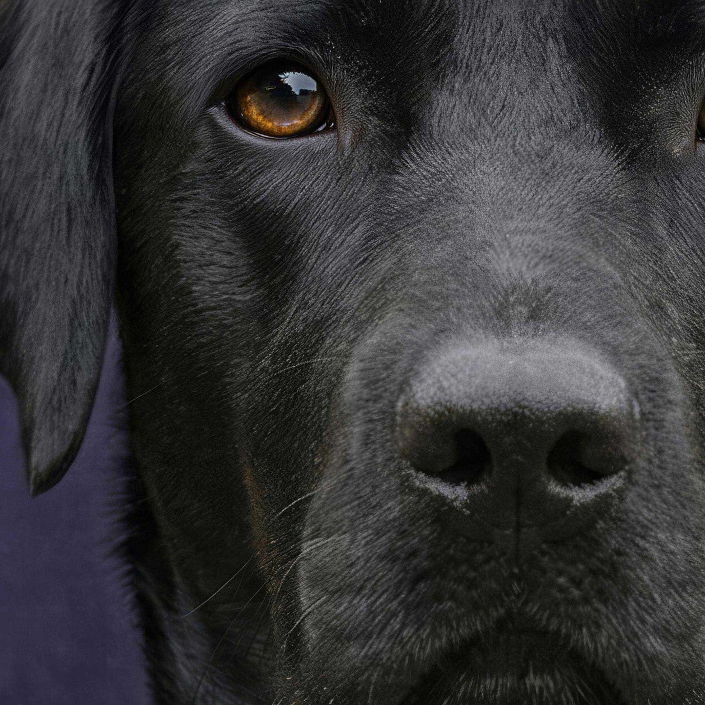 Extreme Close Up Detail Of Fashion Black Labrador