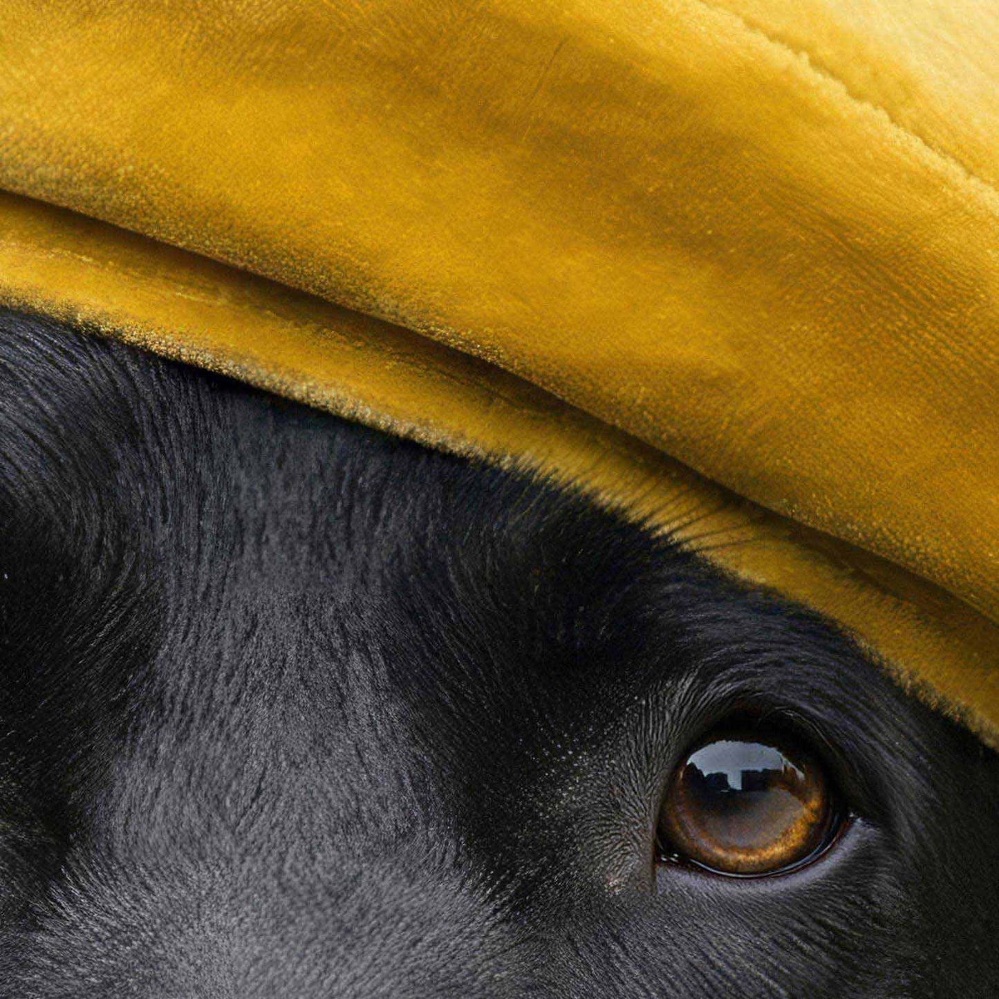 High Resolution Art Texture Of Fashion Black Labrador