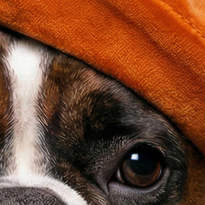 Extreme Close Up Detail Of Fashion Boxer Dog