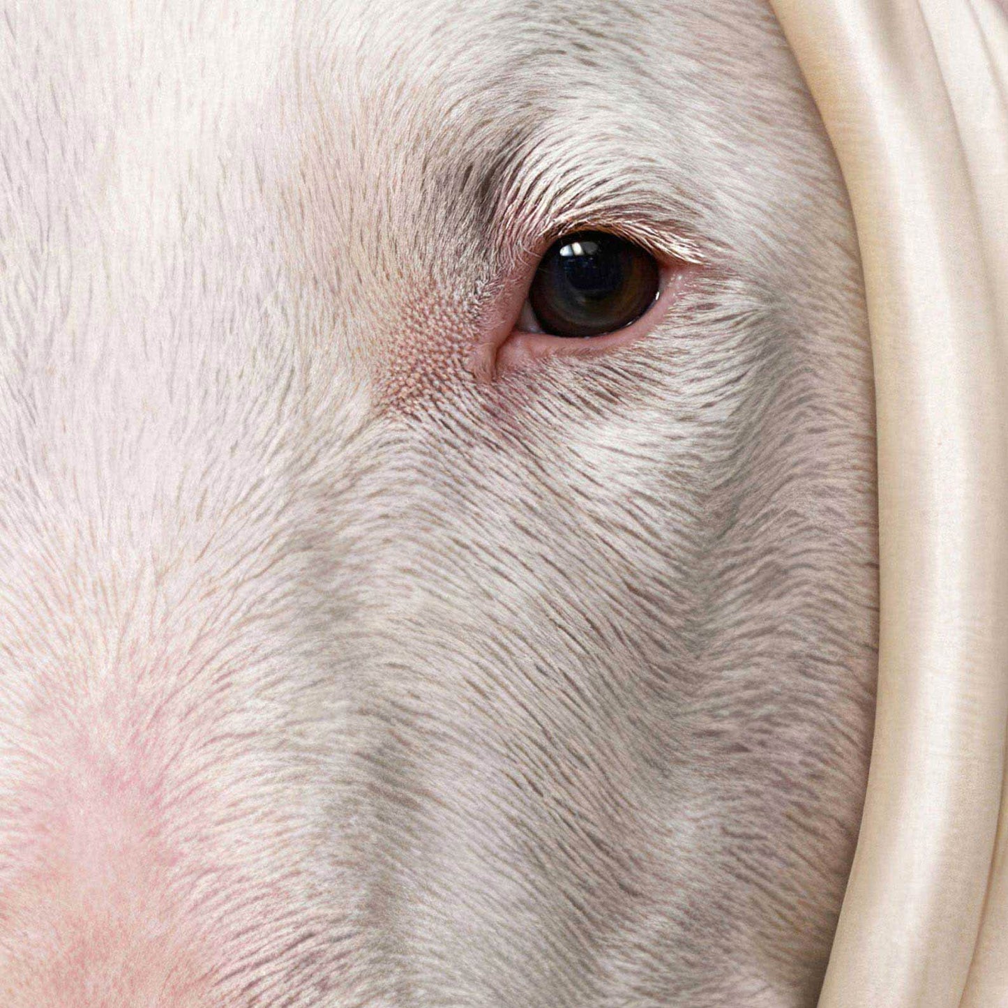 Extreme Close Up Detail Of Fashion Bull Terrier N