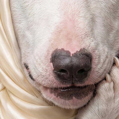 High Resolution Art Texture Of Fashion Bull Terrier N