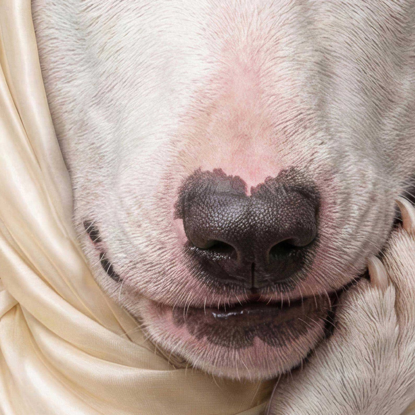 High Resolution Art Texture Of Fashion Bull Terrier