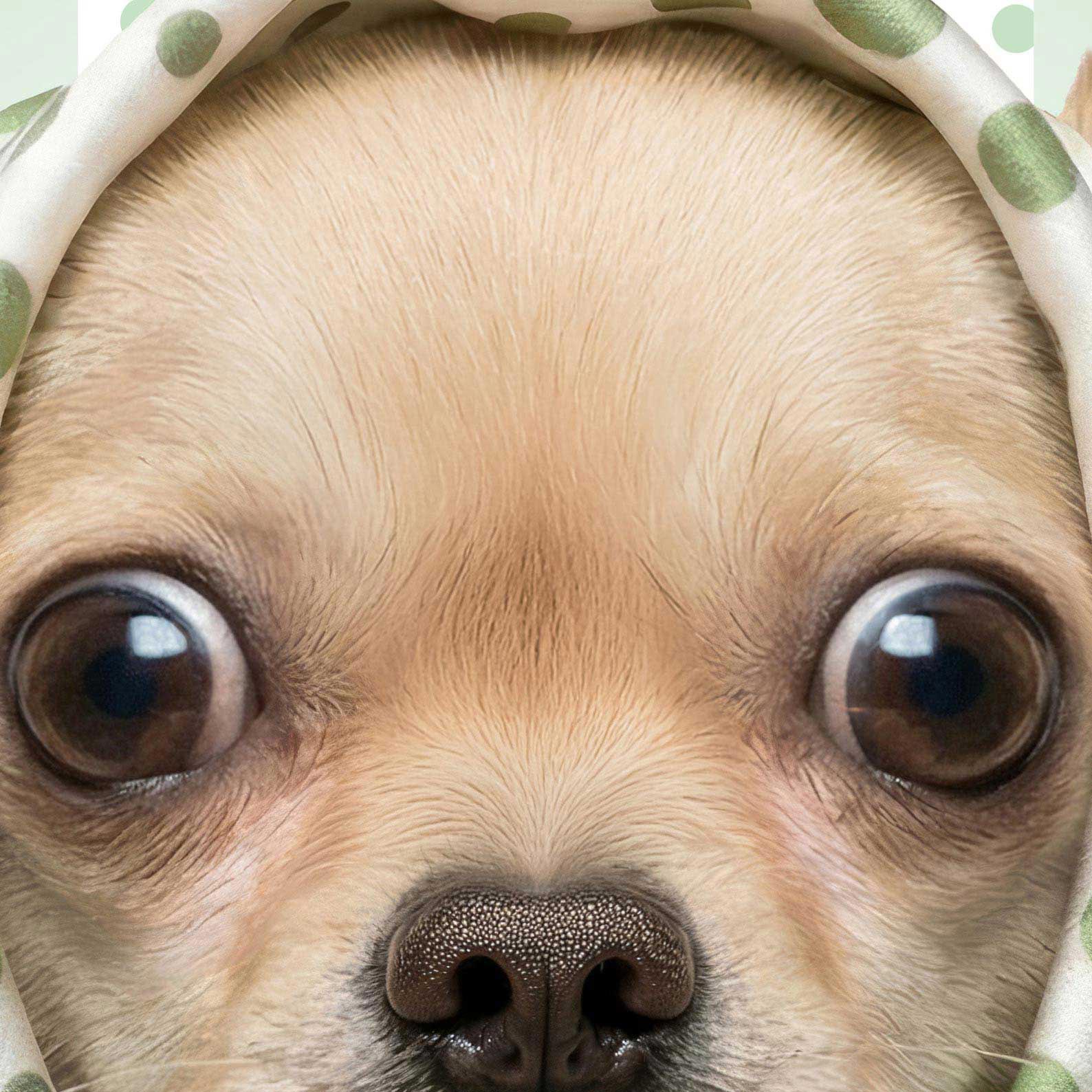 Extreme Close Up Detail Of Fashion Chihuahua N