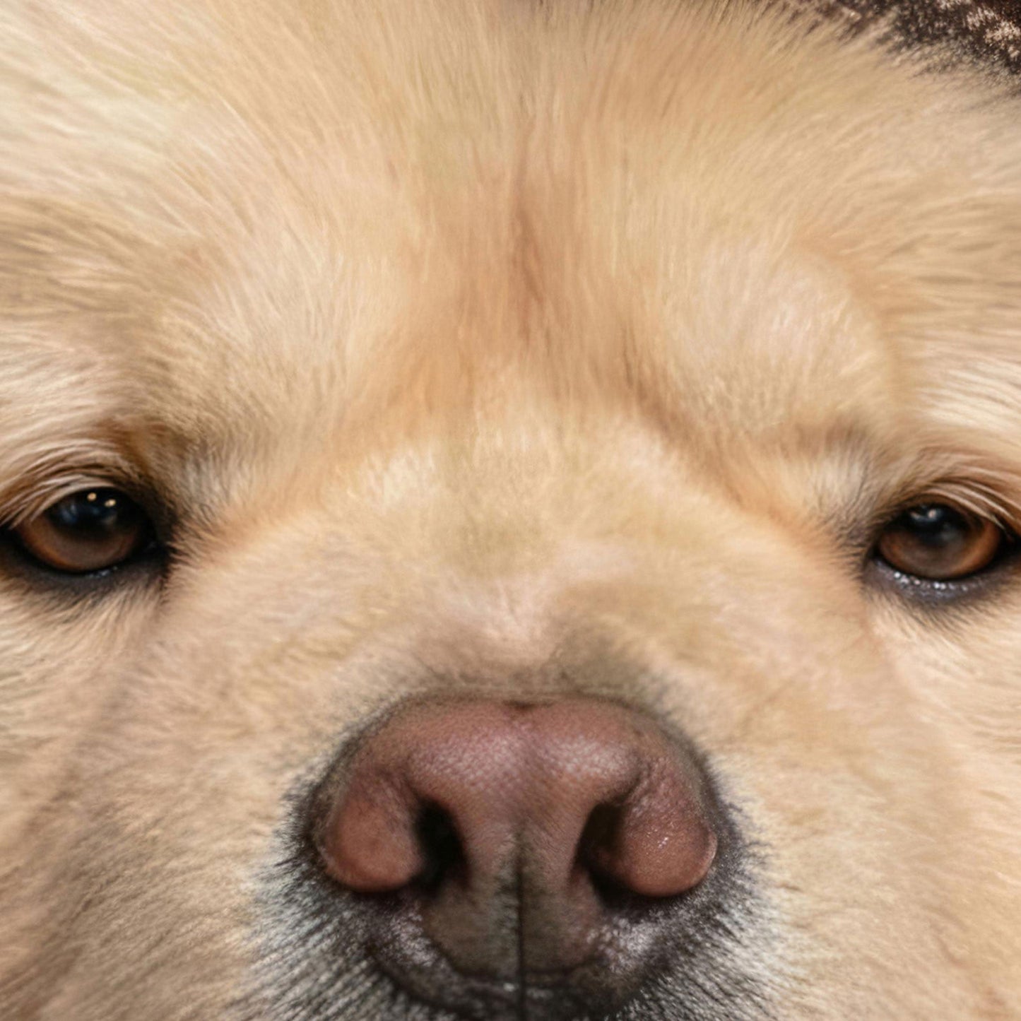 Extreme Close Up Detail Of Fashion Chow Chow