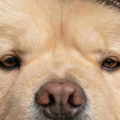 Extreme Close Up Detail Of Fashion Chow Chow