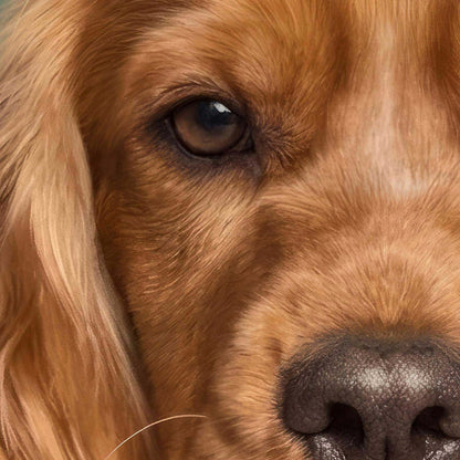 Extreme Close Up Detail Of Fashion Cocker Spaniel F