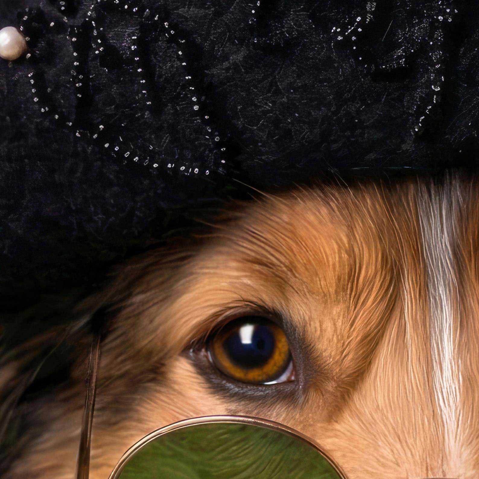 High Definition Print Quality Detail Of Fashion Collie N
