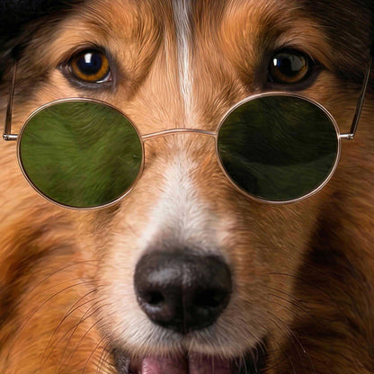 Extreme Close Up Detail Of Fashion Collie