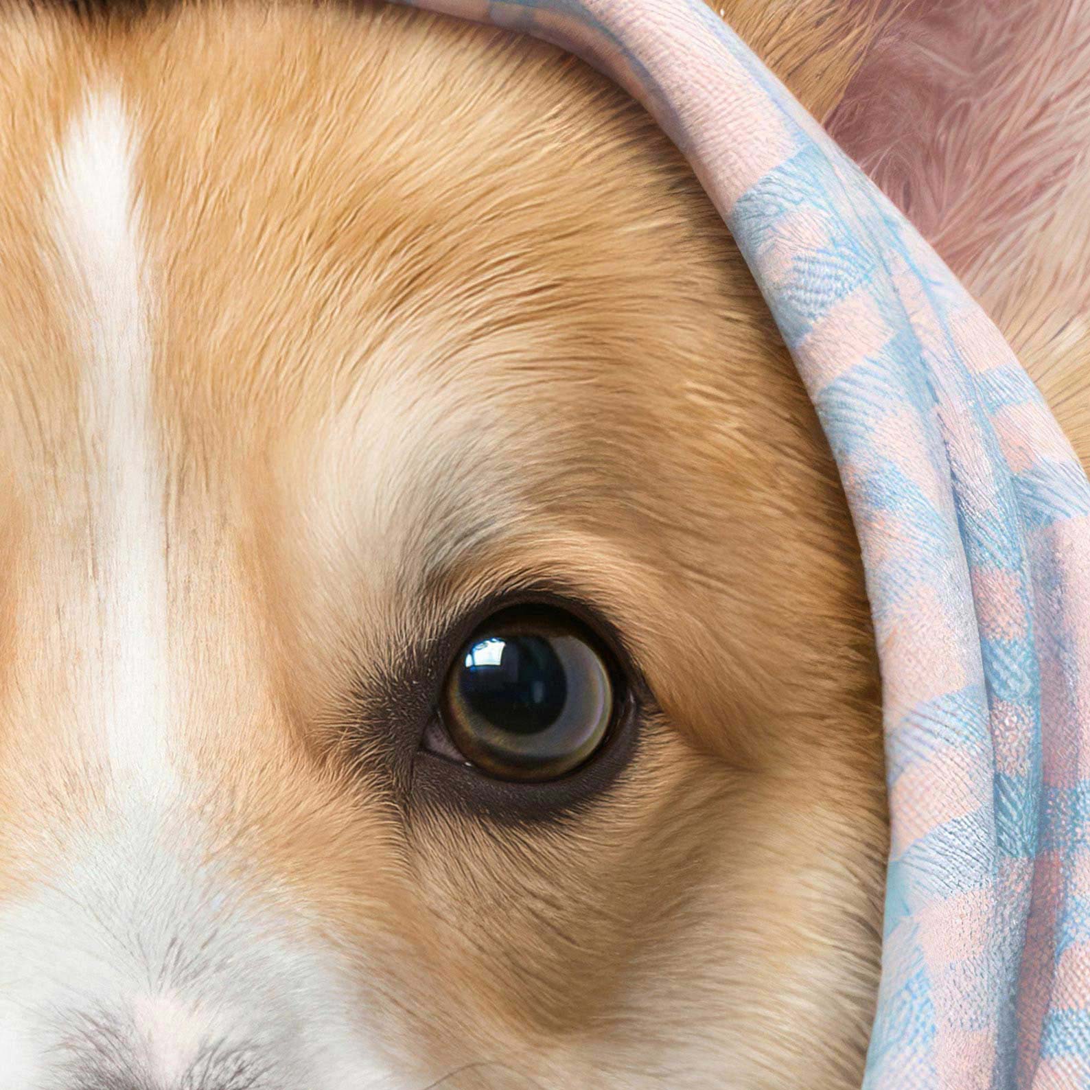 High Resolution Art Texture Of Fashion Corgi