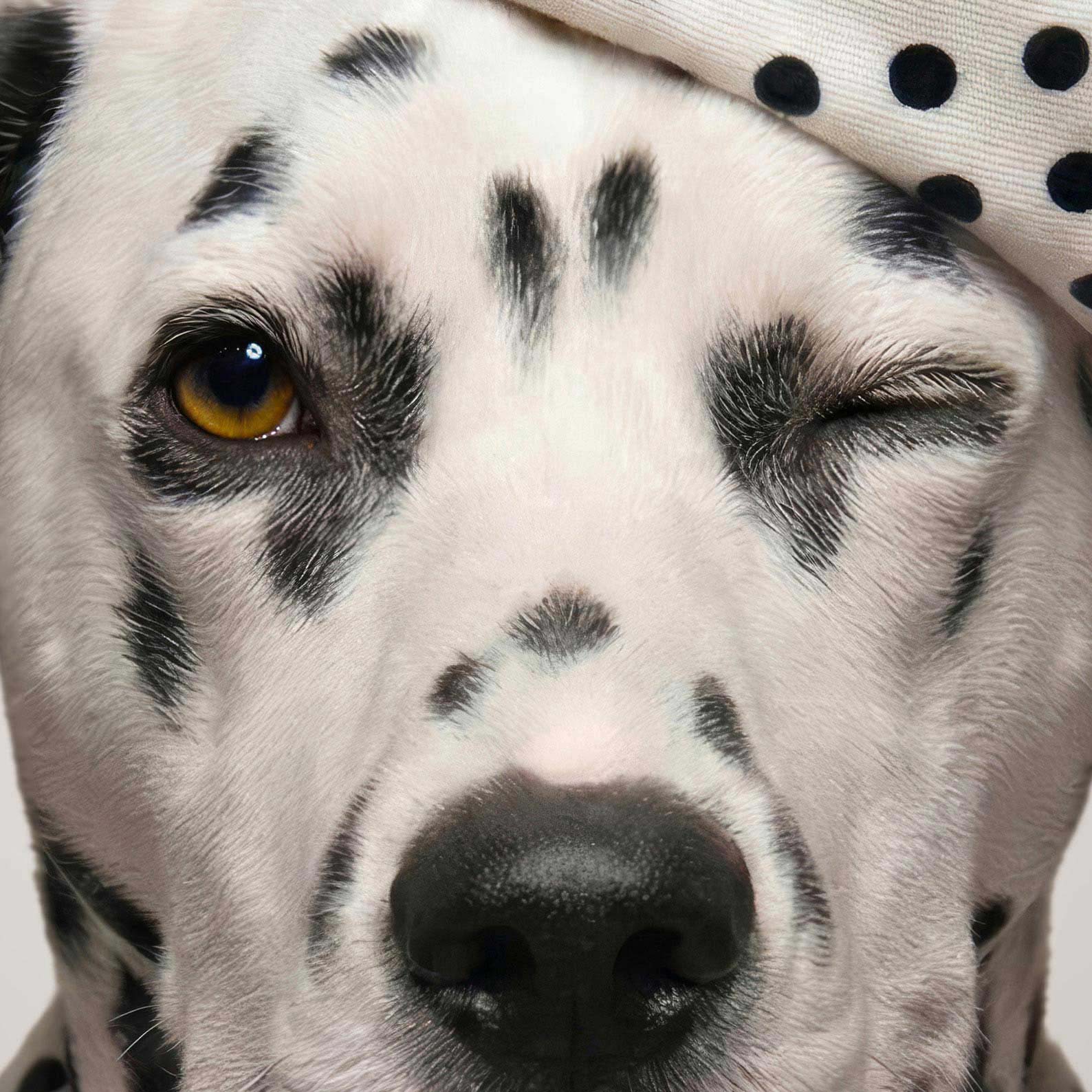 Extreme Close Up Detail Of Fashion Dalmatian