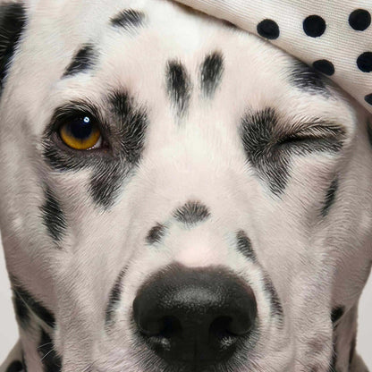 Extreme Close Up Detail Of Fashion Dalmatian