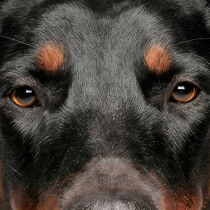 Extreme Close Up Detail Of Fashion Doberman I N