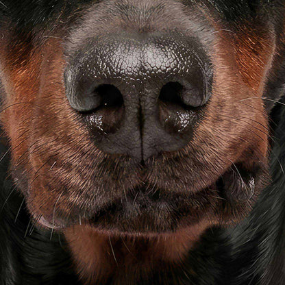 High Resolution Art Texture Of Fashion Doberman I N
