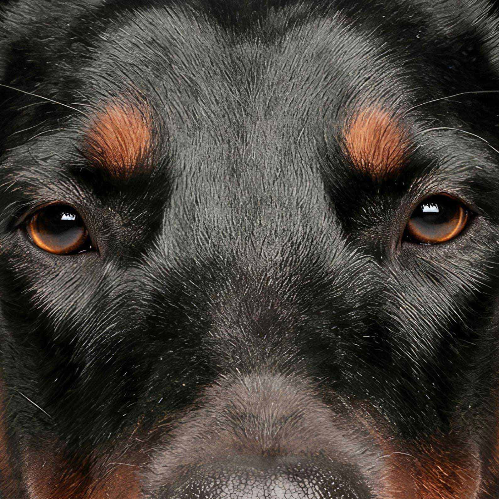 Extreme Close Up Detail Of Fashion Doberman I