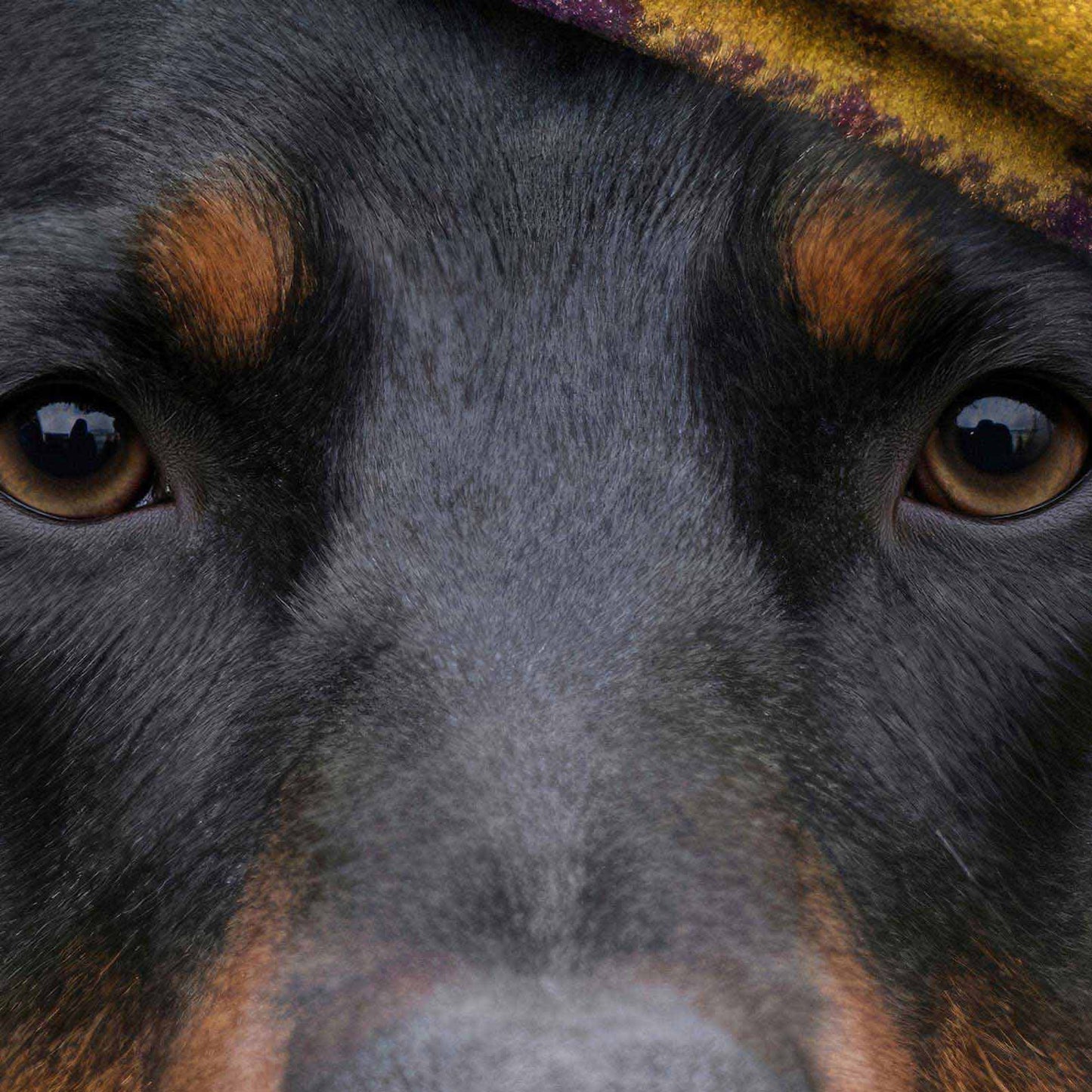 Extreme Close Up Detail Of Fashion Doberman N