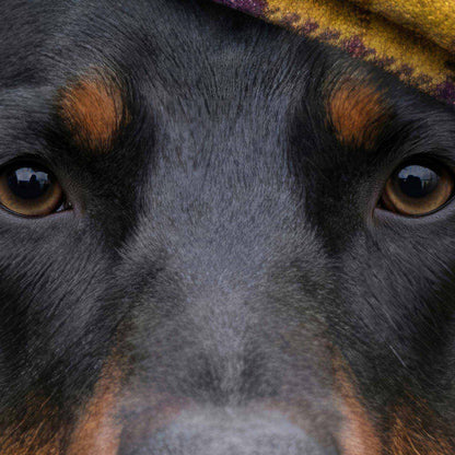 Extreme Close Up Detail Of Fashion Doberman N