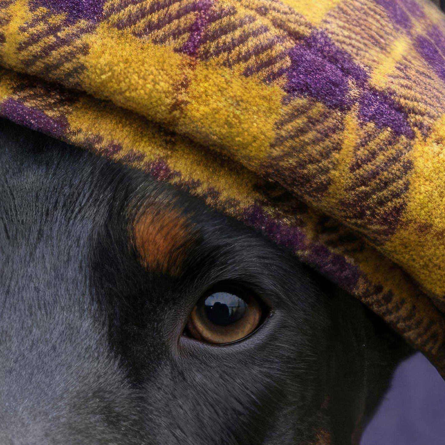 High Resolution Art Texture Of Fashion Doberman N