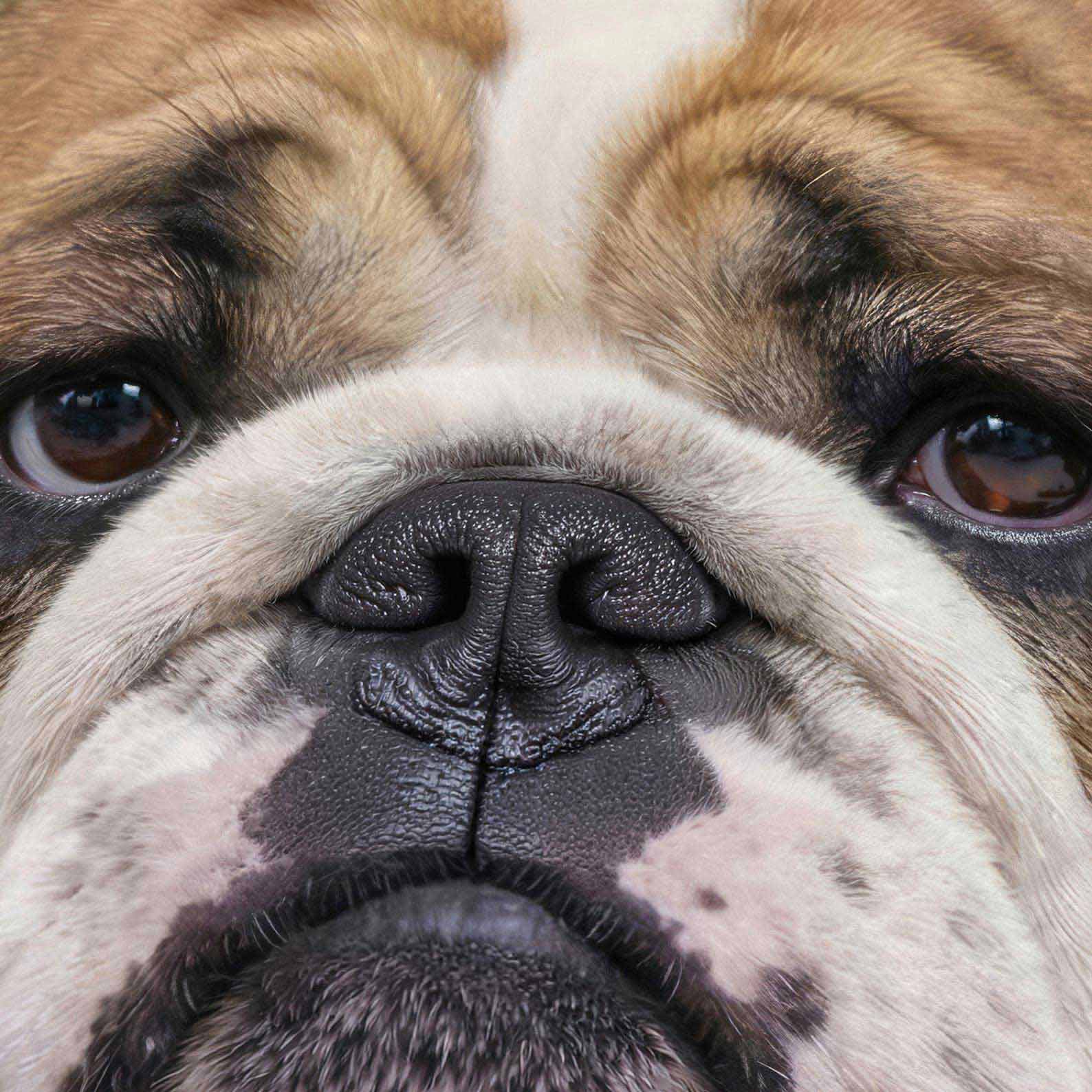 Extreme Close Up Detail Of Fashion English Bulldog
