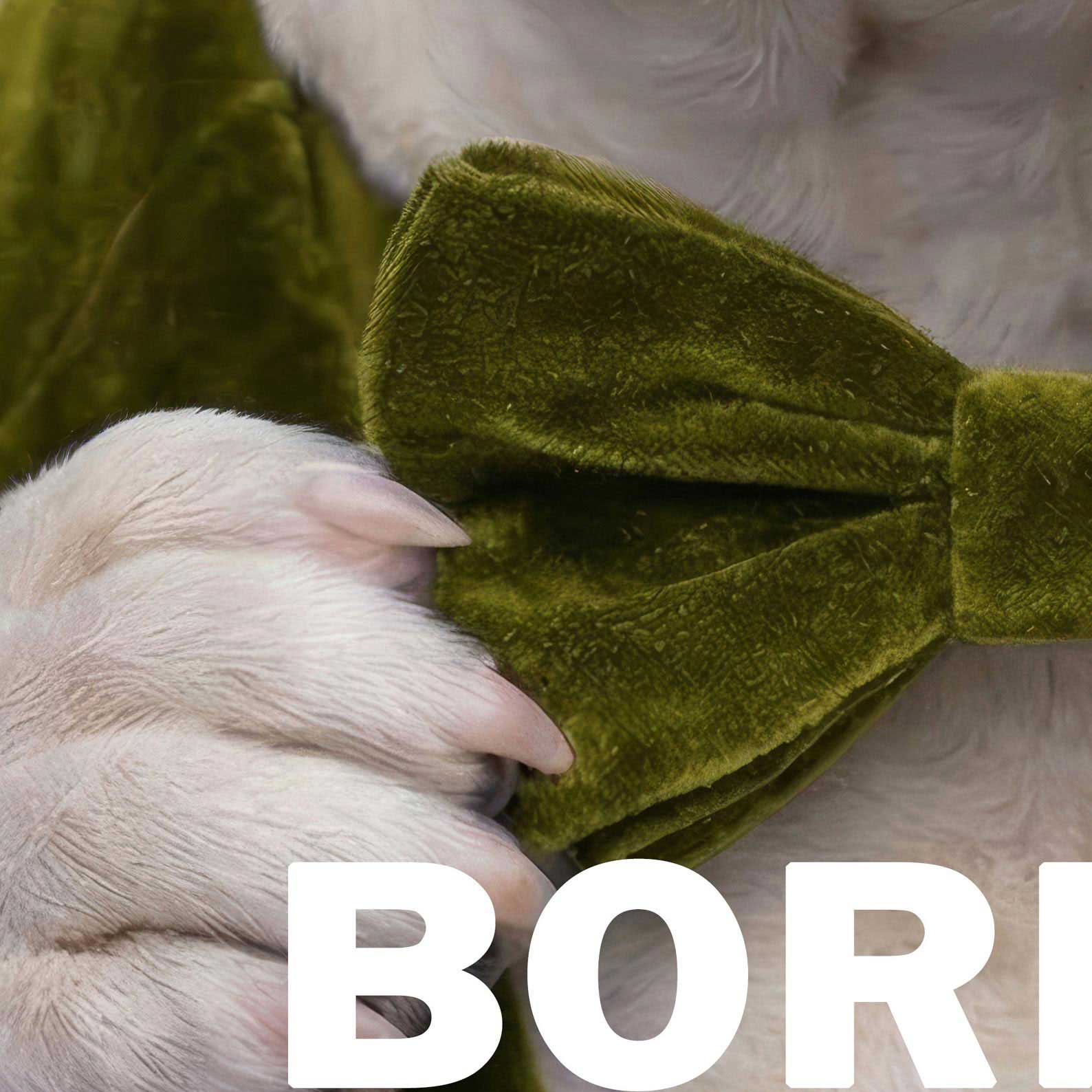 High Resolution Art Texture Of Fashion English Bulldog
