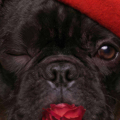 Extreme Close Up Detail Of Fashion French Bulldog I N