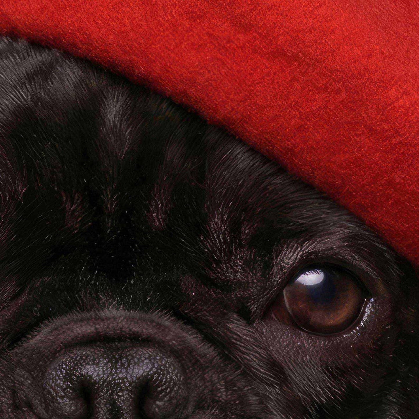 High Resolution Art Texture Of Fashion French Bulldog I N
